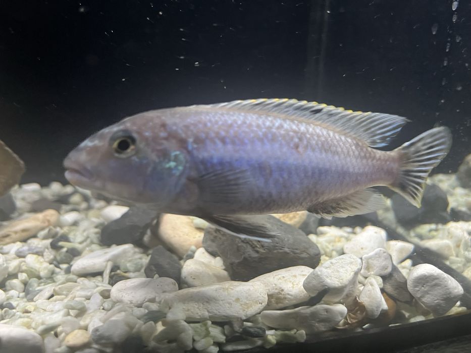 Продается аквариум ные рыбки