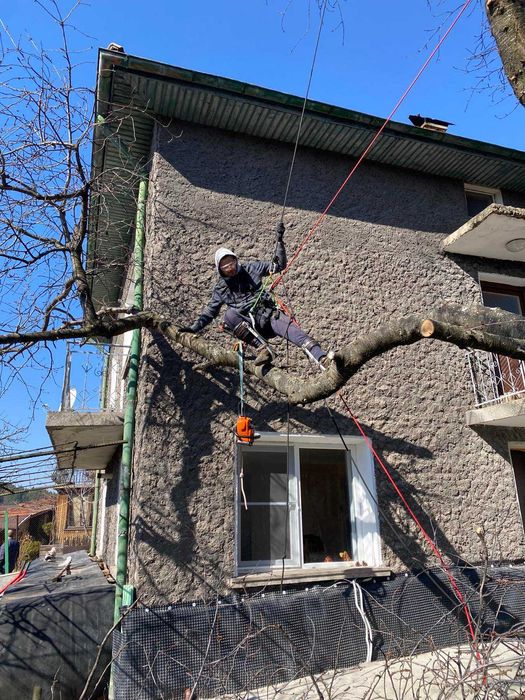 Сечене рязане оформяне на опасни дървета Арборист Вишка Кран - Договор