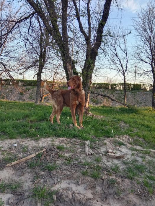 Төбет сатылады.