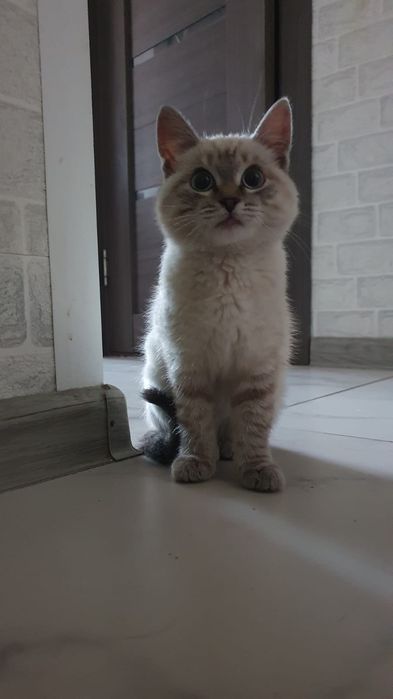 Одам котёнка в хорошие руки