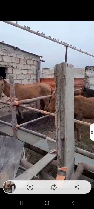 Жылқы Бие Тайлар бар.