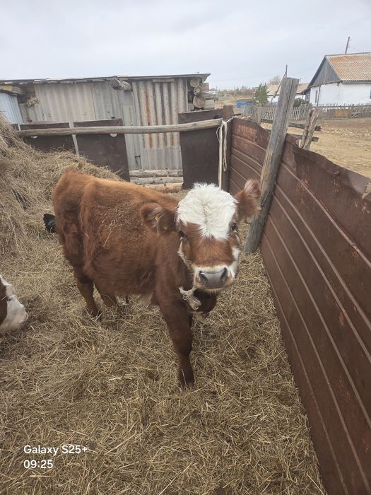 Продам 2 бычка за 700 т