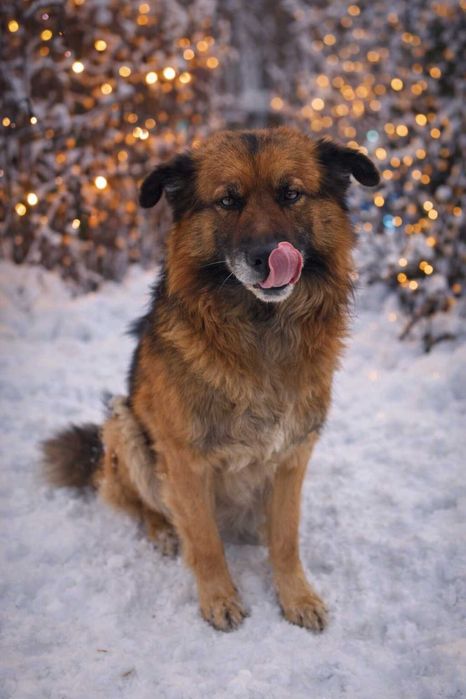 Помесь немецкой овчарки с доставкой