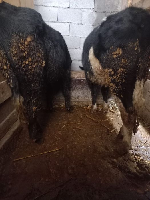 Бычки продам бычки