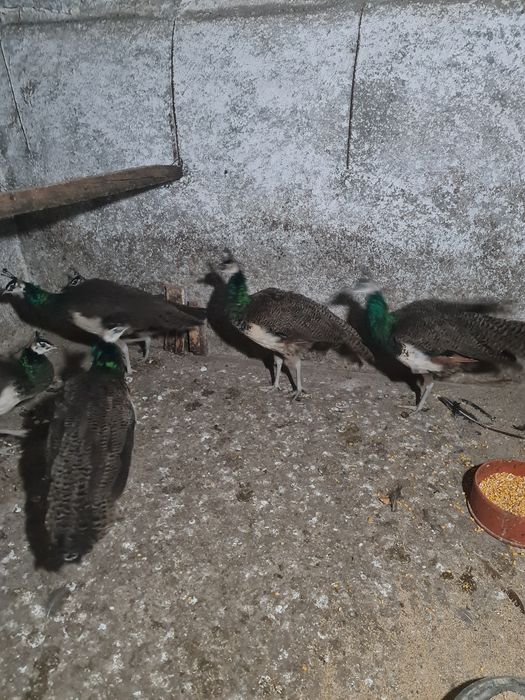 Pauni masculi de anul trecut