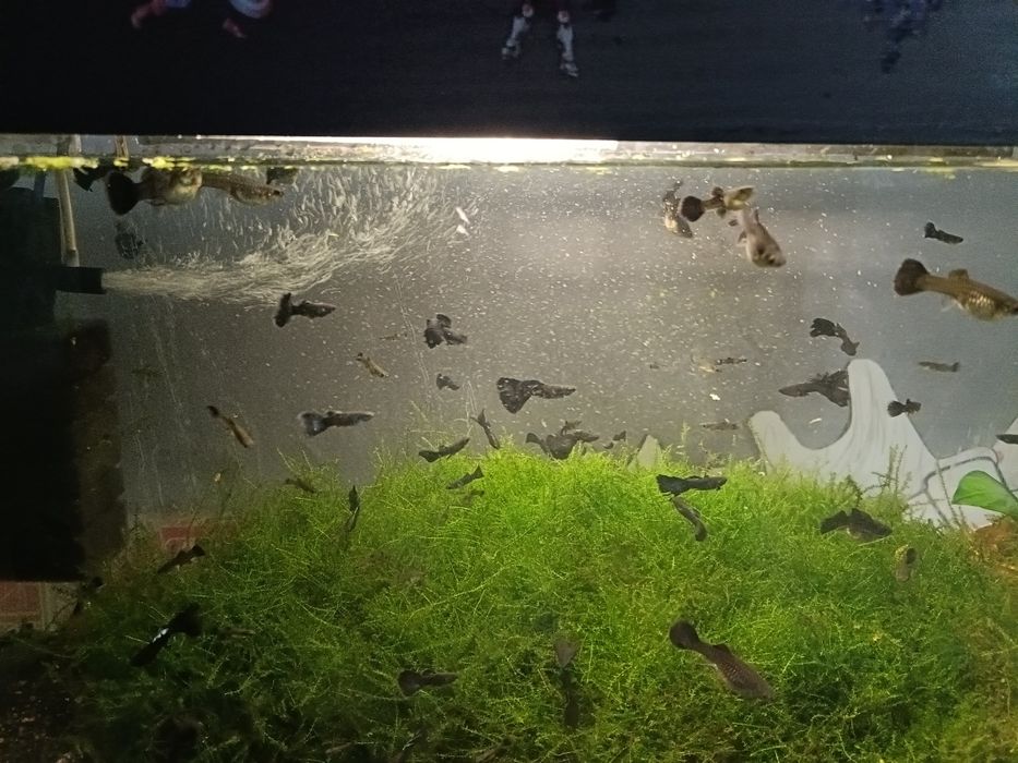 Продам рыбок гуппи