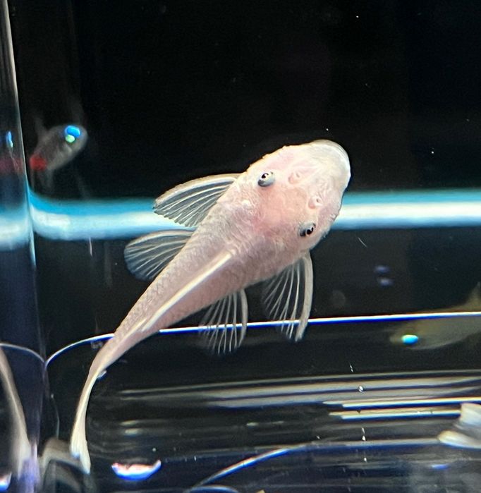 Анциструсы.. Анциструсы.