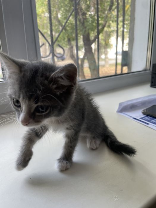 Отдам котенка в доьрые руки
