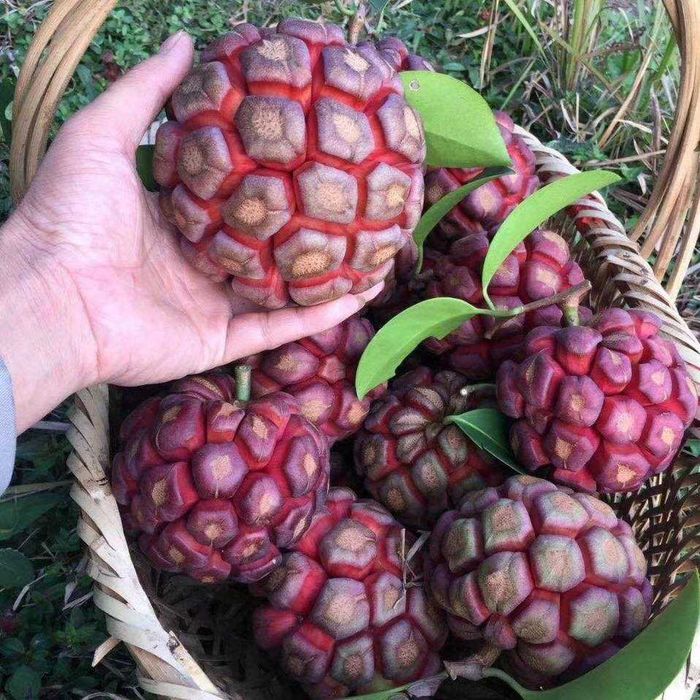 Kadsura cocconie kochatlari sotiladi sovuqga chidamli