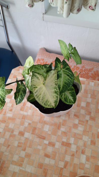 Продам сингониум