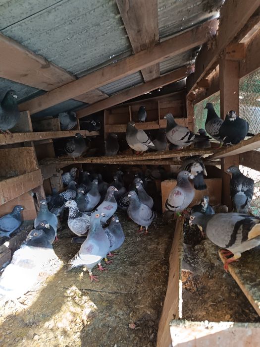 Vand porumbei voiajori