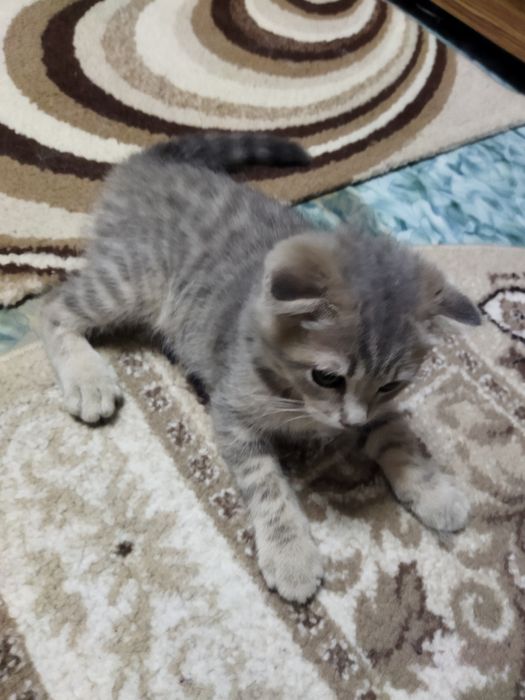 Отдам котёнка в добрые руки