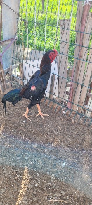 О Шамо немецкая , Түркия