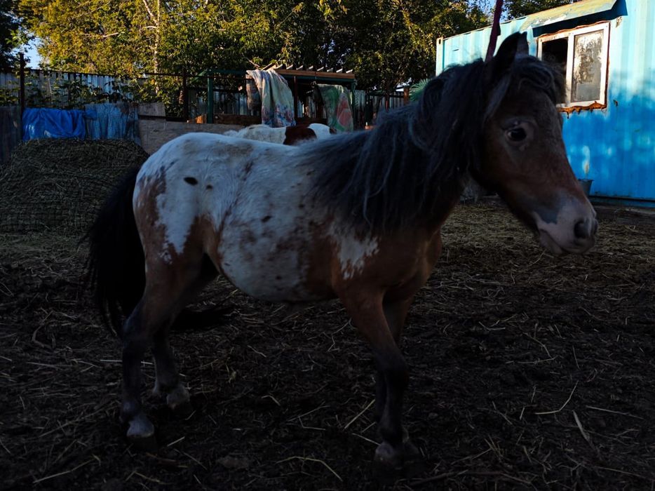 Продам пони аппалуза