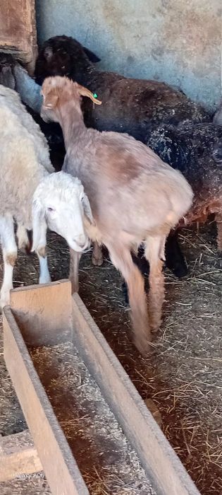 Ярки курдючные 25года