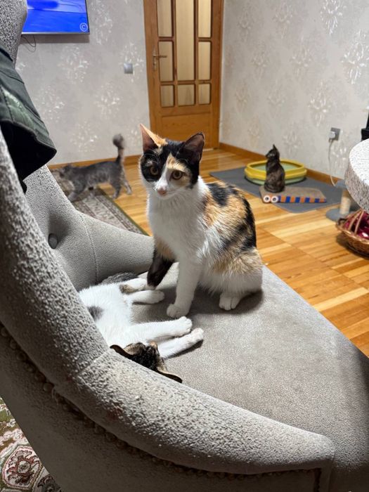 триколор трехцветный домашний котенок девочка ищет любящих хозяев