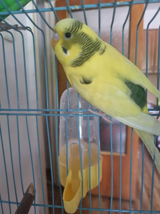 vand pui de perus,mascul