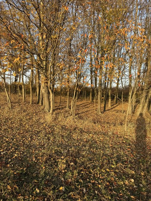 Teren intravilan,investitii,-Mitocas