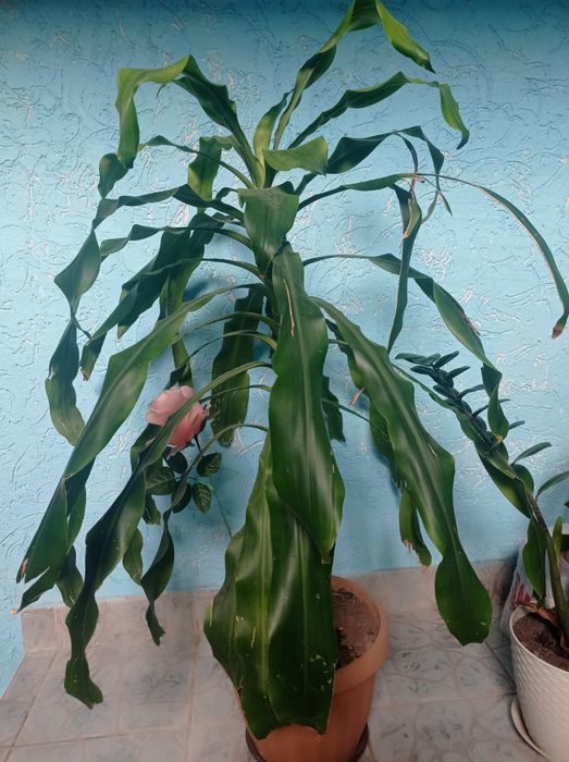 Домашние  Цветы продам