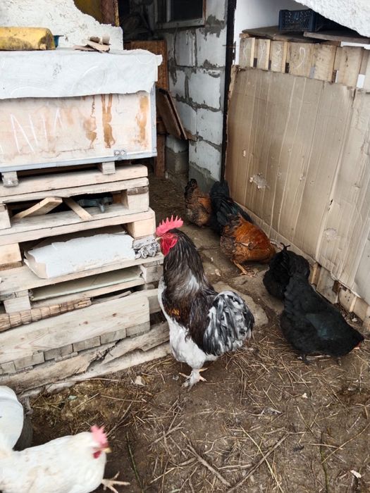 Продам куры с петухом