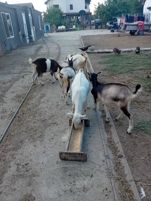 Vând iedite si Tap alb de Banat de carne