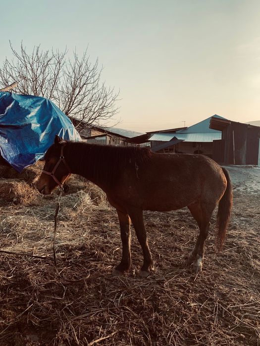 Продам жеребёнка и кабылу