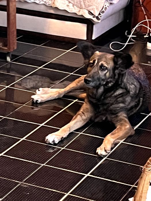 Улично куче за осиновяване