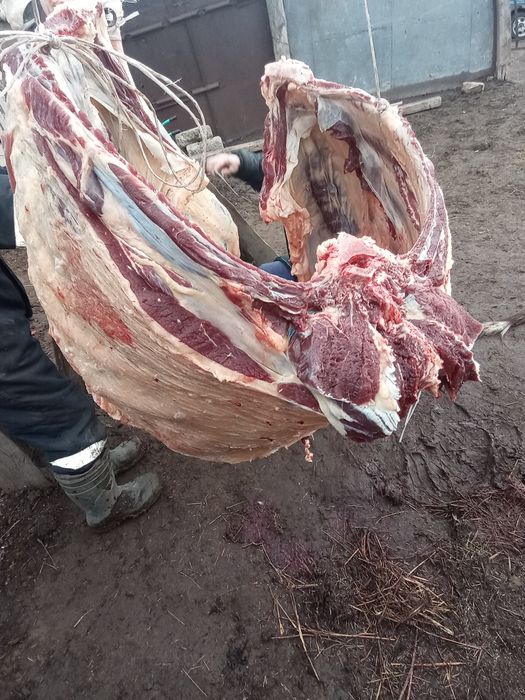 Семіз қырдын малы бар