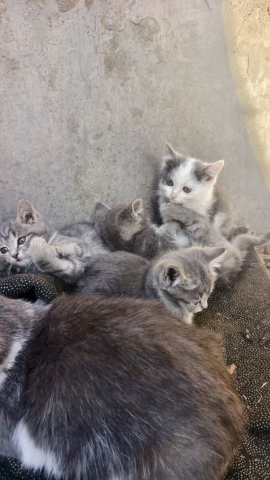 Отдам котят в хорошие руки