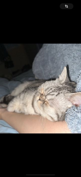 Отдам срочно добрые руки