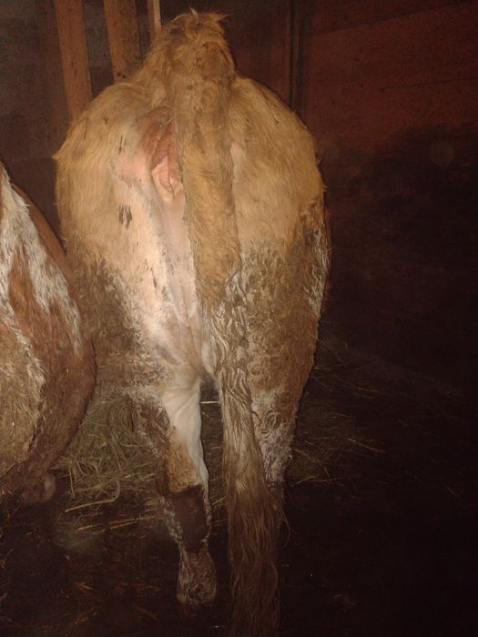 Vind junica gestantă