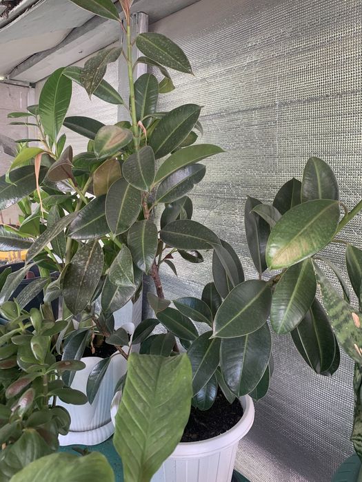 Комнатные растения