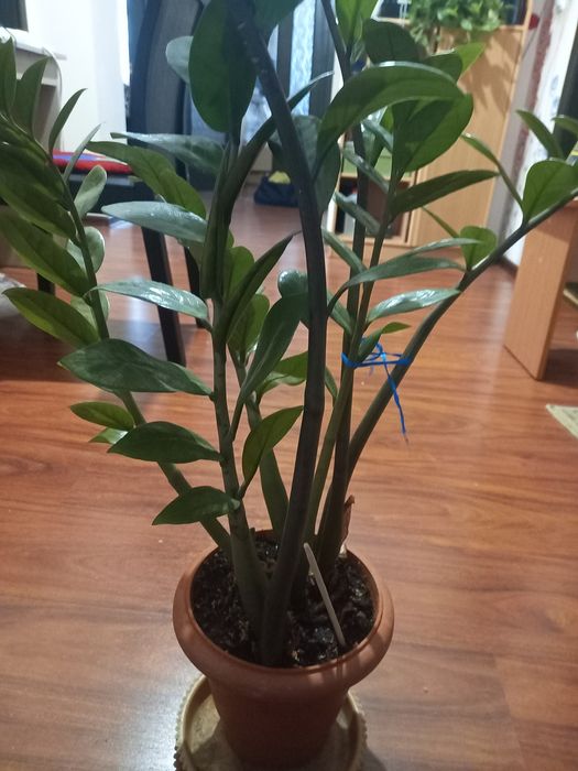 Продам долларовое дерево