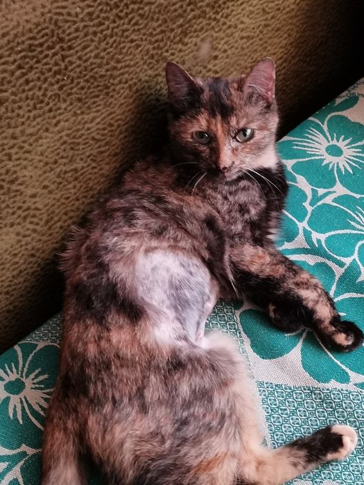 Кошечка в добрые руки