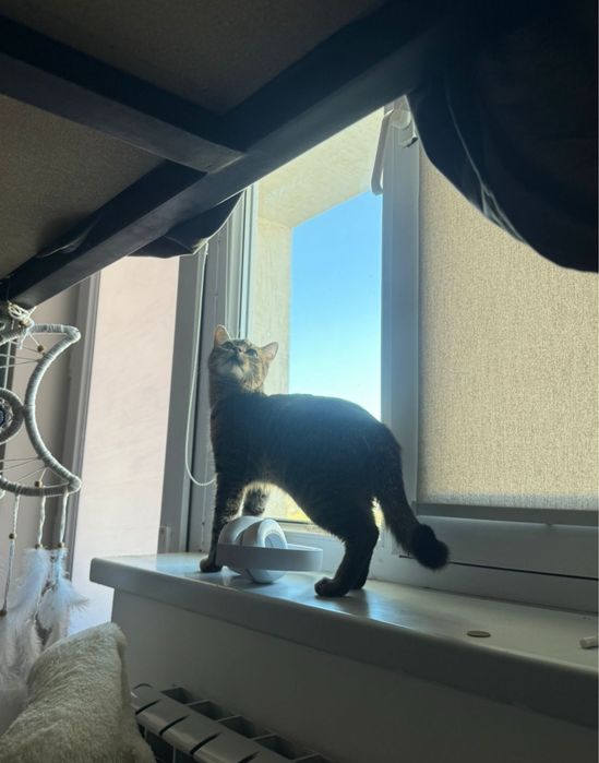 Актау! Кошка в добрые руки!