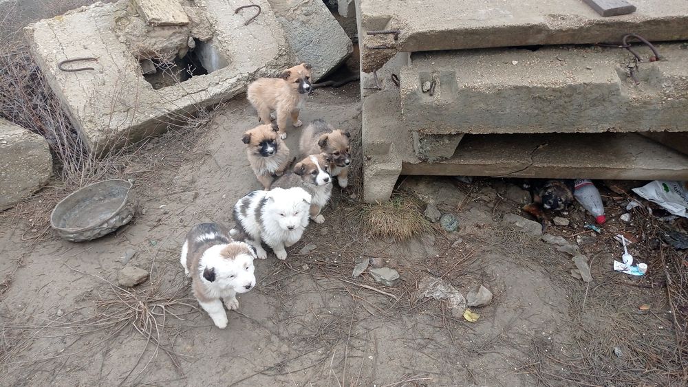 Иттер жақсы қолдарға/Собаки в добрые руки