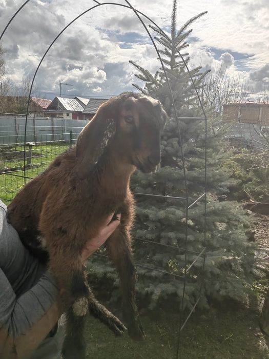 Vand iezi Anglo Nubieni