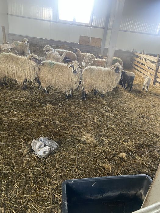 Schimb vand oi fatate cu miei maricei