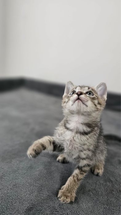 Отдаем симпатичных котят в добрые руки