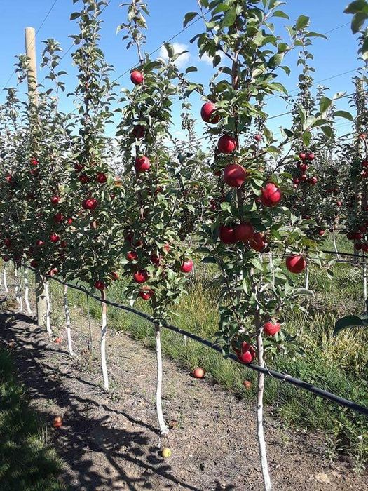 Pomi fructiferi columnari și pitici