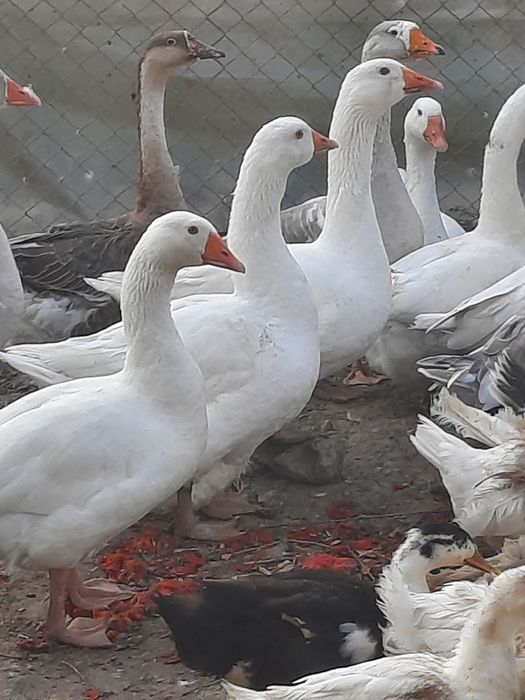 Vand ouă și boboci de găsca