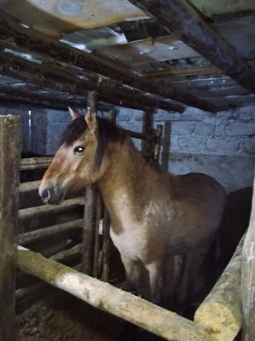 Семіртілген құнан сатылады