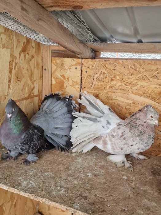 Porumbei voltati indieni 2025