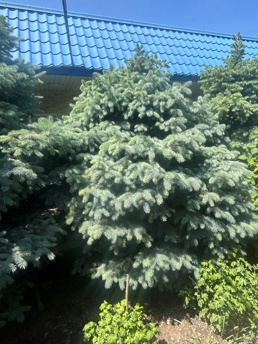 Продам ели зелёная и голубая