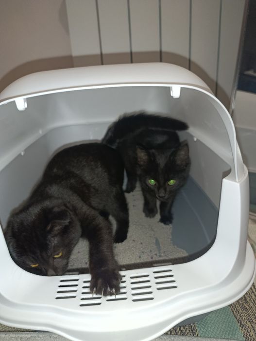 Очень срочно Мальчик 4 месяца котёнок