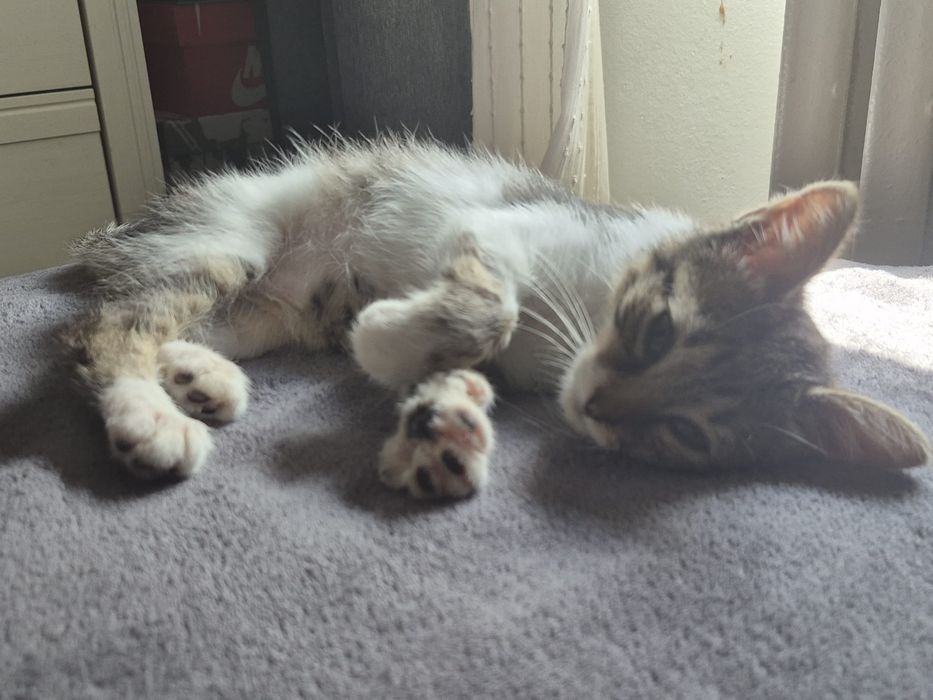 Pui Pisica Abandonat Adoptie
