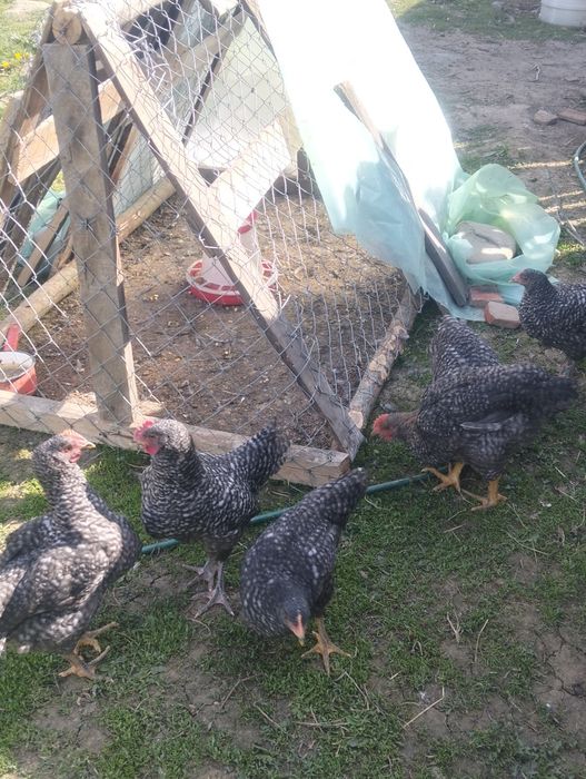 Vând pui  pestriți