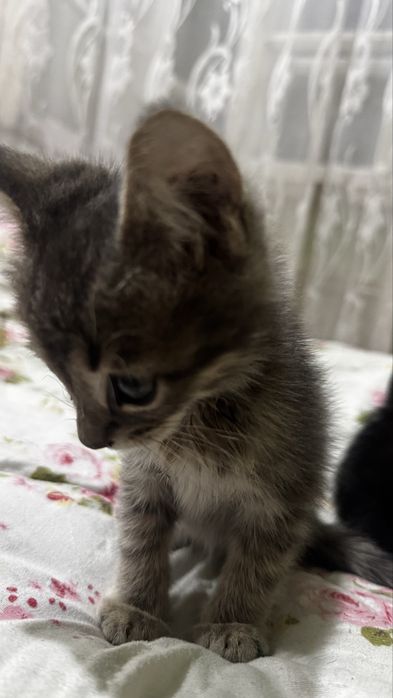 Котята Мушу боллари огил болла
