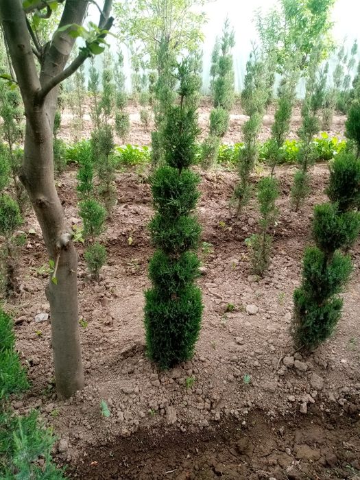 XAR turdagi manzarali archalar