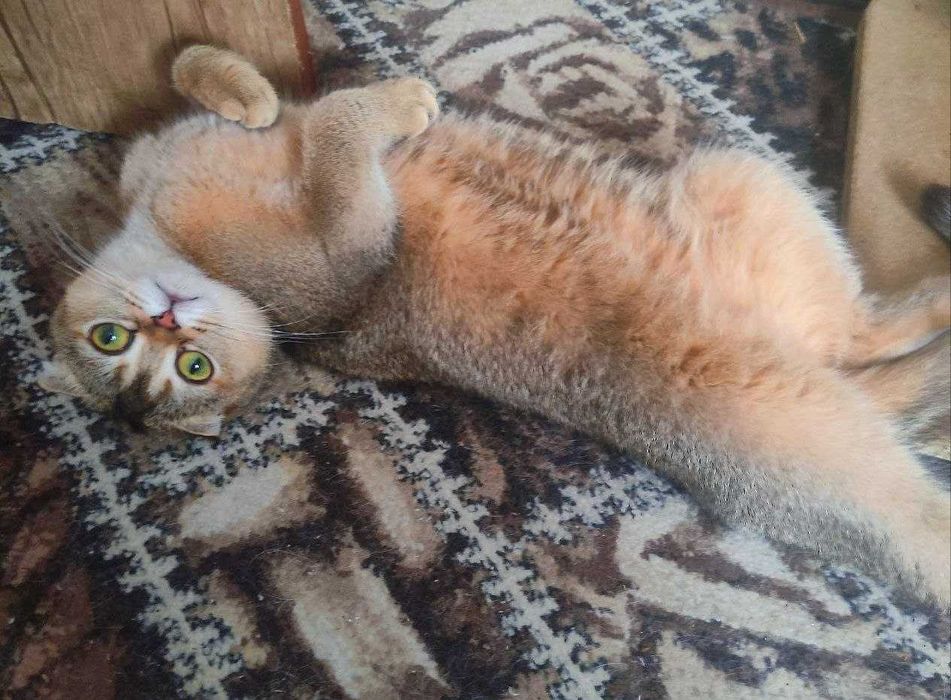 Продается молодая кошечка золотая шиншилла фолд.